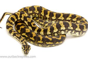 Carpet python for sale