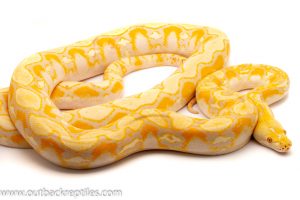 Reticulated Python for sale