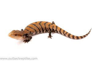 Baby Blue Tongue Skink for sale