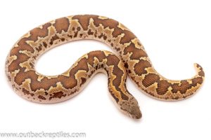 Rough Scale Sand Boa for sale