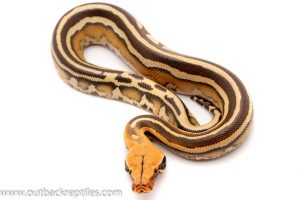 Blood python for sale