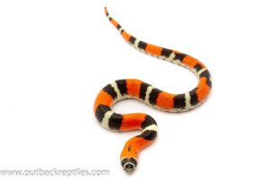 Western Hognose snake for sale