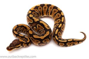 Het clown ball python for sale