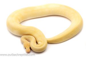 Banana ball python for sale