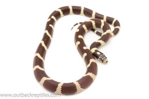 California King Snake For sale