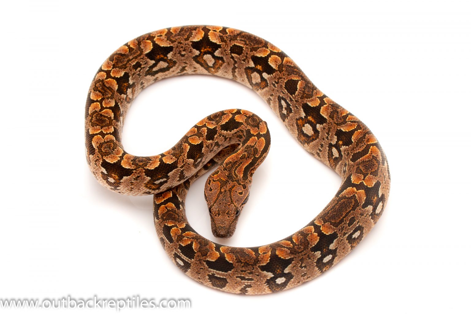 Dumerils Boa male_ | Outback Reptiles