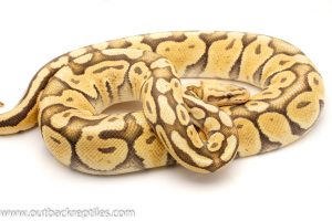 Pastel Orange Ghost Ball Python for sale