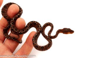 Halloween Amazon tree boa for sale