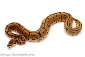 Leopard ball python for sale