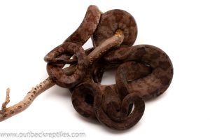 Amazon Tree Boa for sale