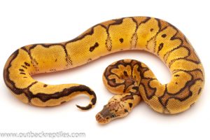 Clown Ball Python for sale