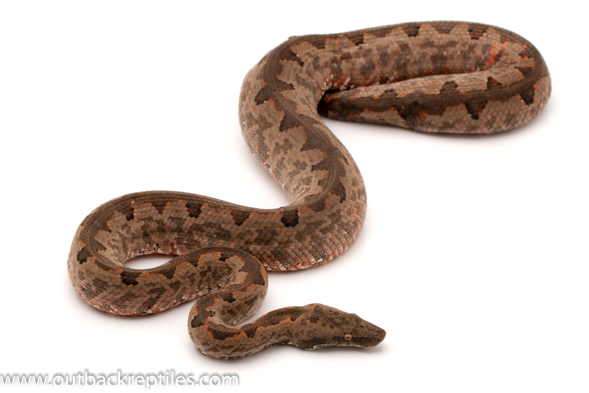 Solomon Island Ground Boa Female Gravid 5 small | Outback Reptiles