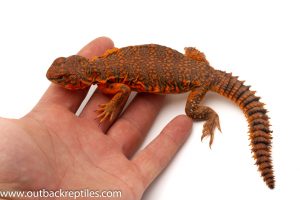 Uromastyx For sale