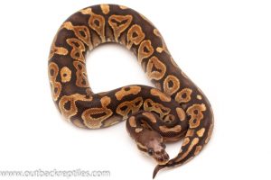 Scaleless head ball pythons for sale