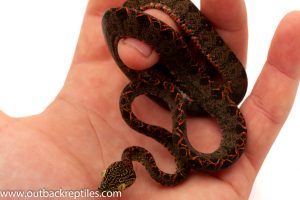 Halloween Amazon Tree Boa for sale