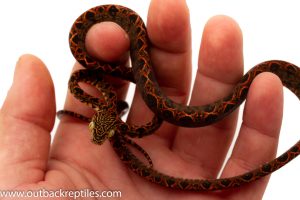 Halloween Amazon Tree Boa for sale