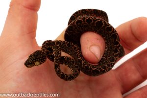 Amazon tree boas for sale