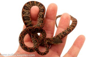 Amazon tree boas for sale