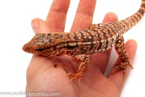 Argentine Red Tegu for sale