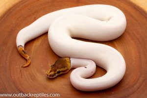 Pied Ball Pythons for sale