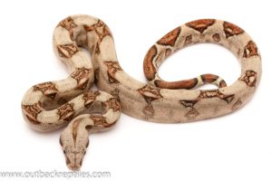 baby redtail boa for sale