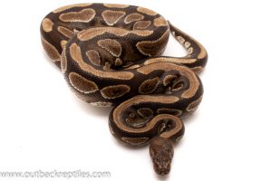 Ball Pythons for sale