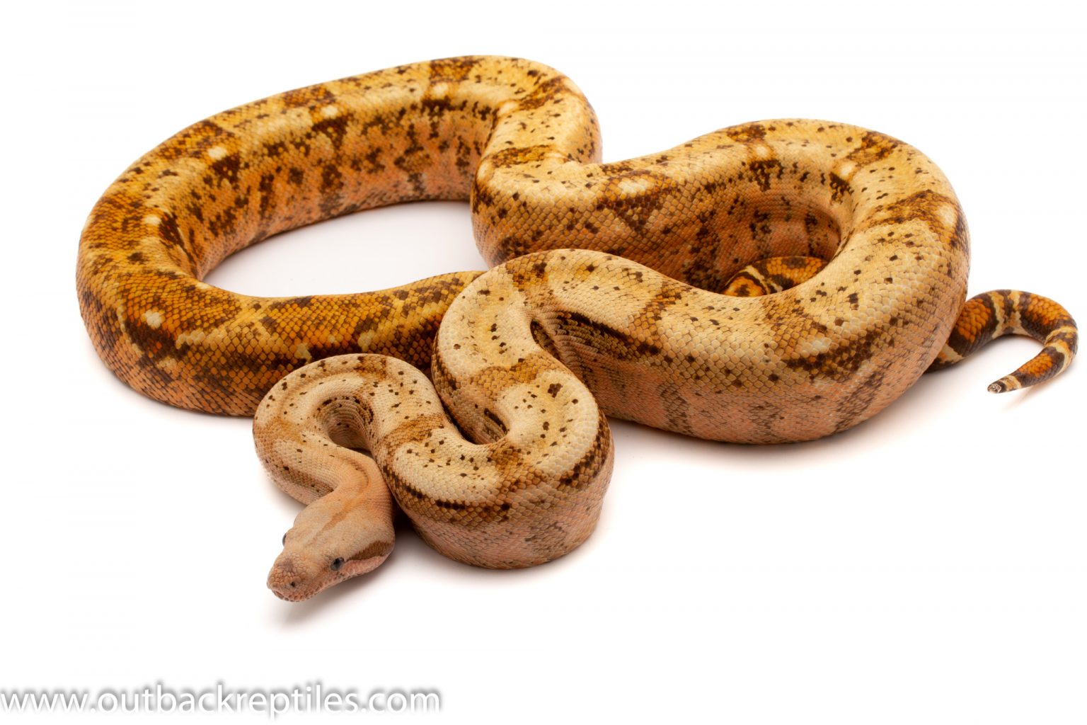 Outback Reptiles - Live Reptiles for Sale! | Outback Reptiles