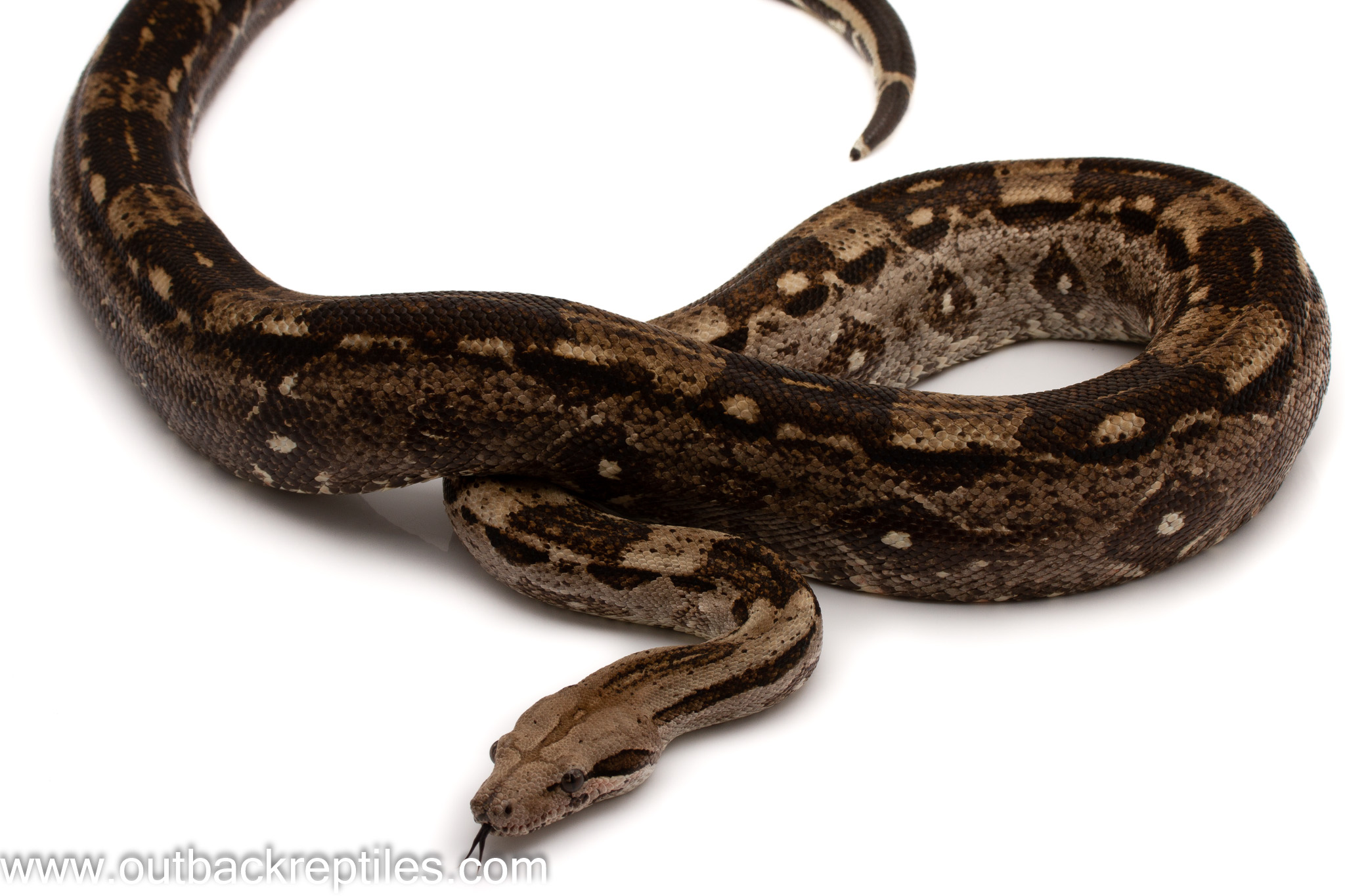 CayCaulk-Juv-M1 | Outback Reptiles