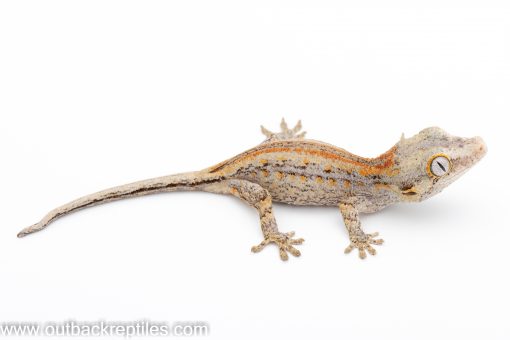 Outback Reptiles - Live Reptiles for Sale!