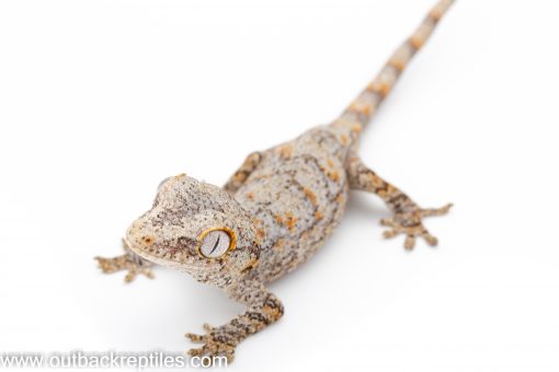 Outback Reptiles - Live Reptiles for Sale!