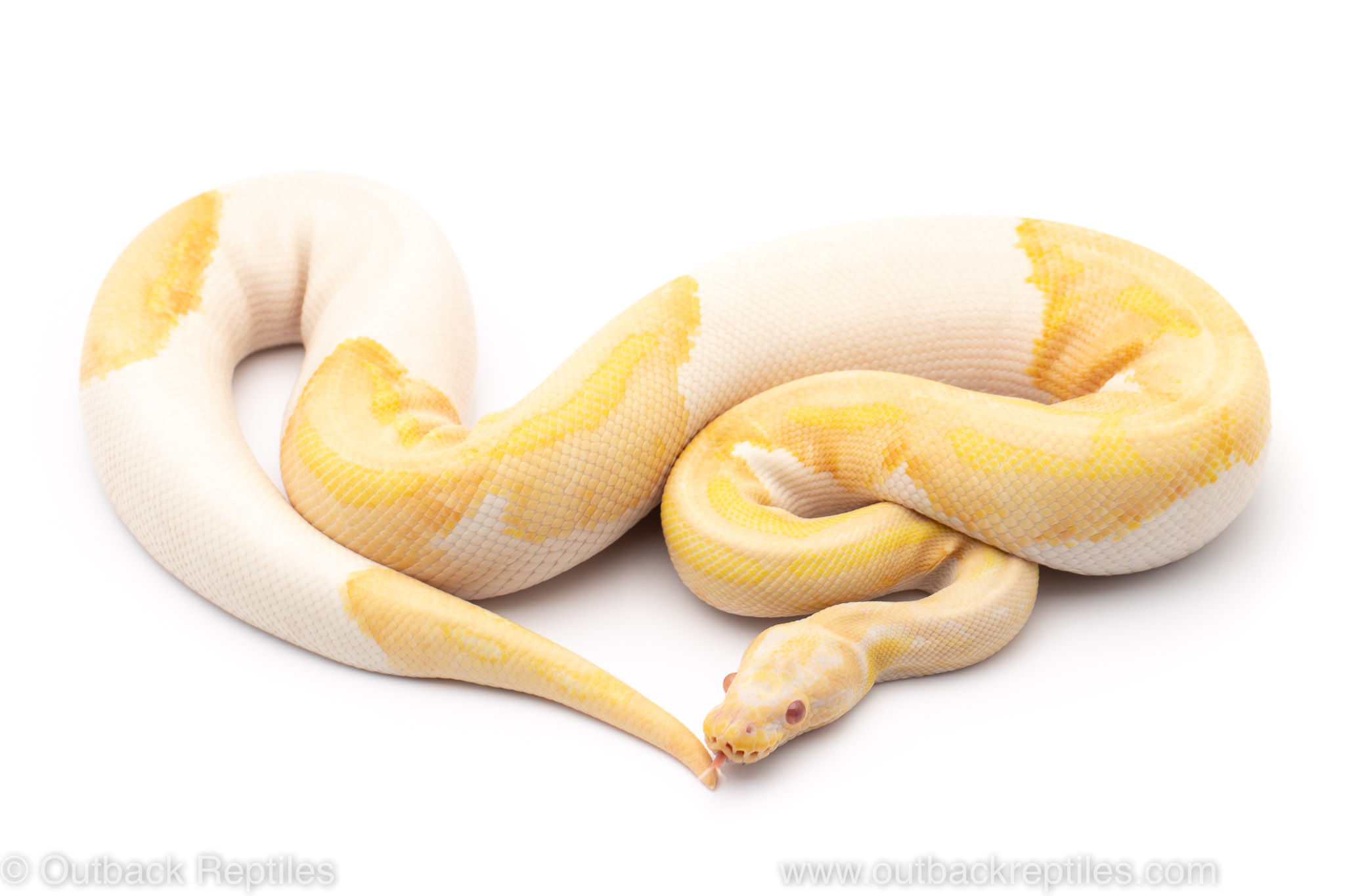 Albino Pied male | Outback Reptiles