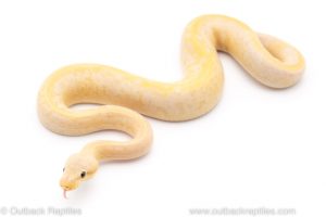 banana dragonfly ball python for sale