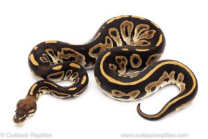 leopard bongo ball python for sale