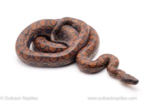 Brazilian rainbow boa for sale