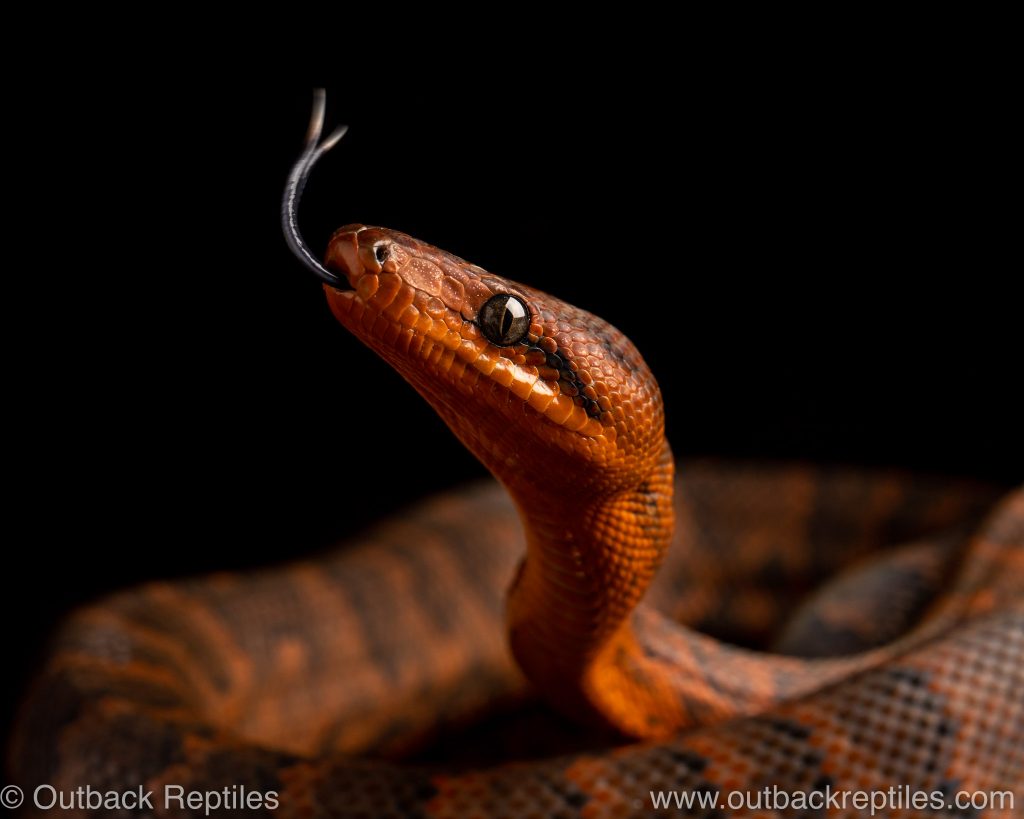 Dominican Red Mountain Boa | Outback Reptiles