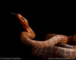 Dominican Red Mountain Boa for sale