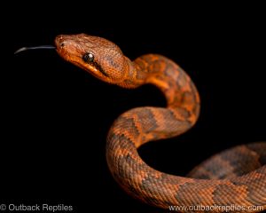 Dominican Red Mountain Boa for sale