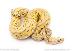 Killer clown ball python for sale