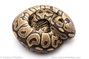 Lori ball python for sale