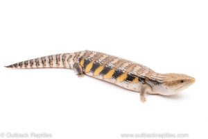 northern blue tongue skink for sale