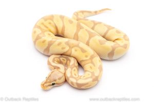 pastel enchi banana het clown ball python for sale