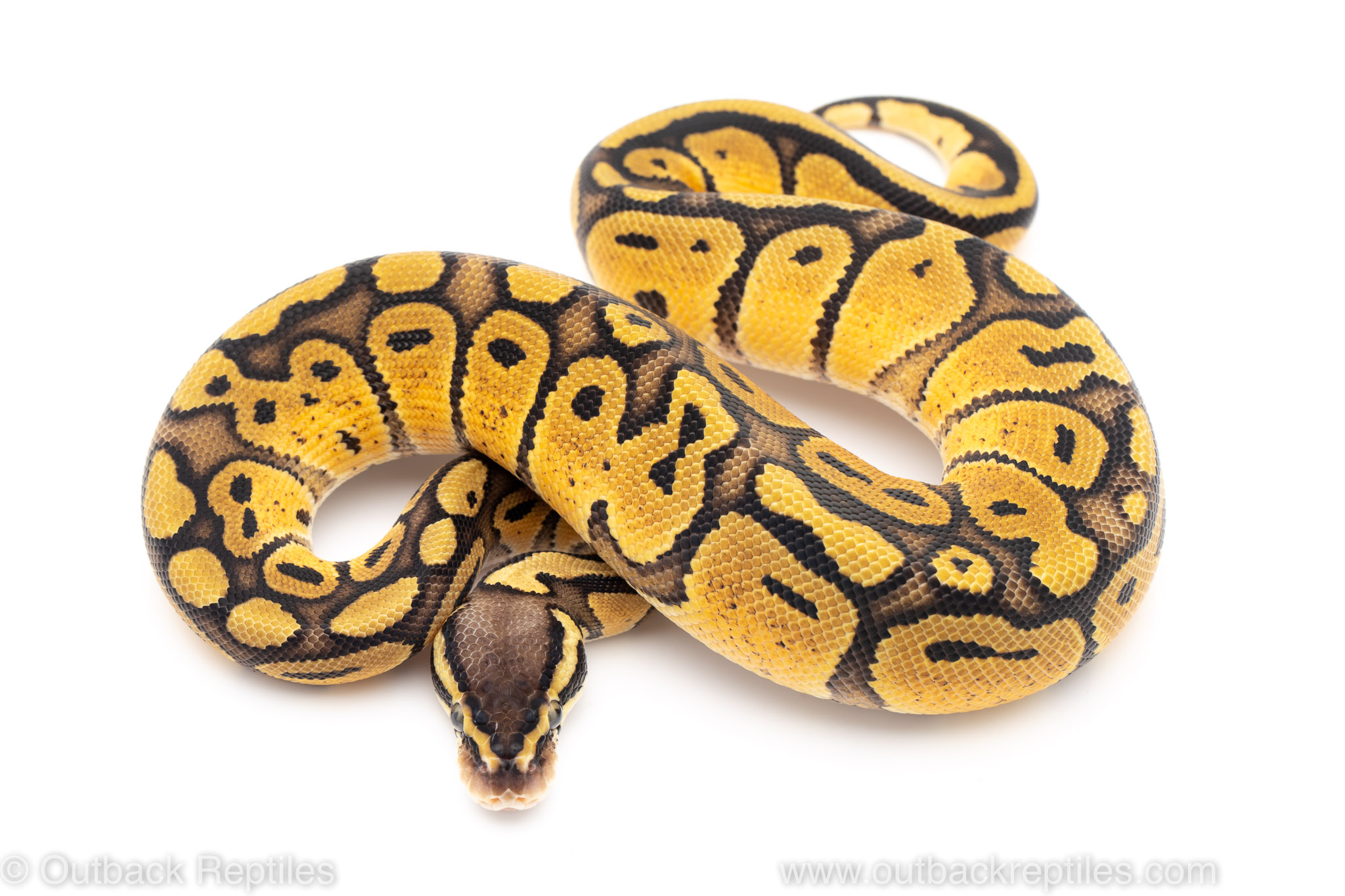 Pastel Red Stripe poss. het. Clown – Male | Outback Reptiles