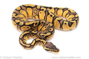 Pastel red stripe ball python for sale