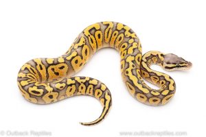 Super Pastel red stripe ball python for sale