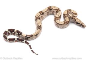 suriname red tail boa constrictor for sale