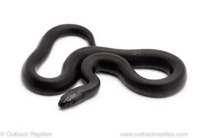 Mexican Black Kingsnake for sale