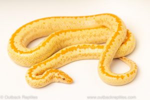 albino monostripe rosy boas for sale