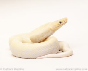 blue eyed lucy colombian rainbow boa for sale