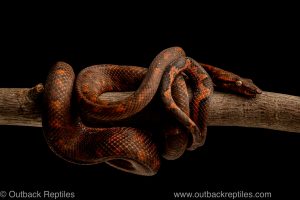 red solomon island tree boa