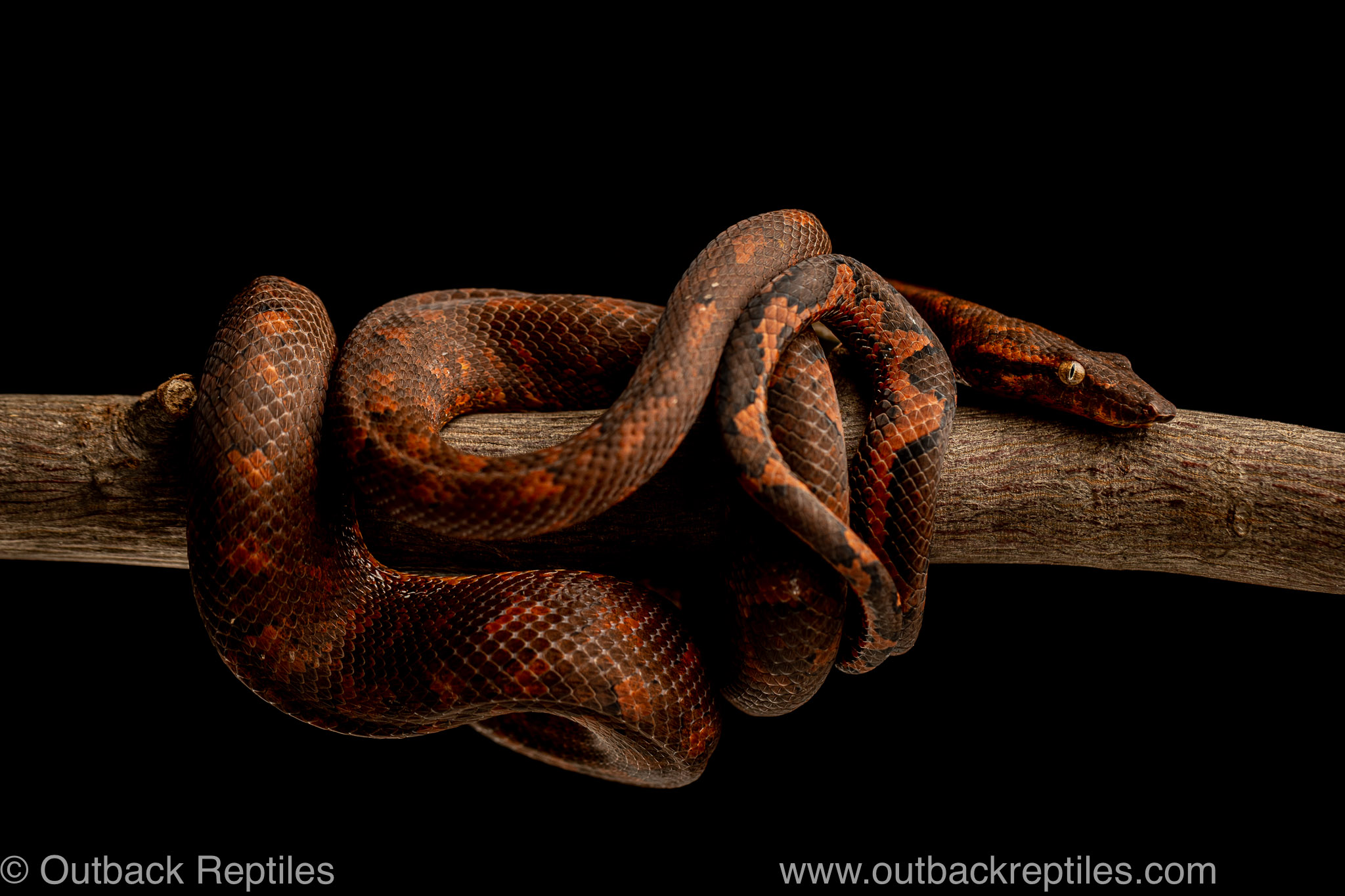 red solomon male | Outback Reptiles